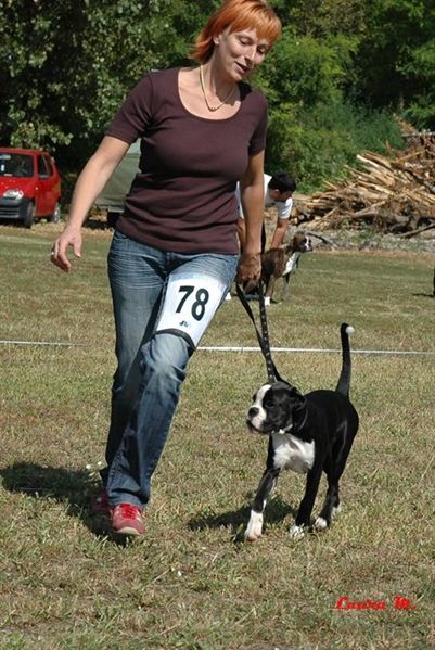 19.SPECIAL BOXER SHOW SERBIA 2010, Sirig